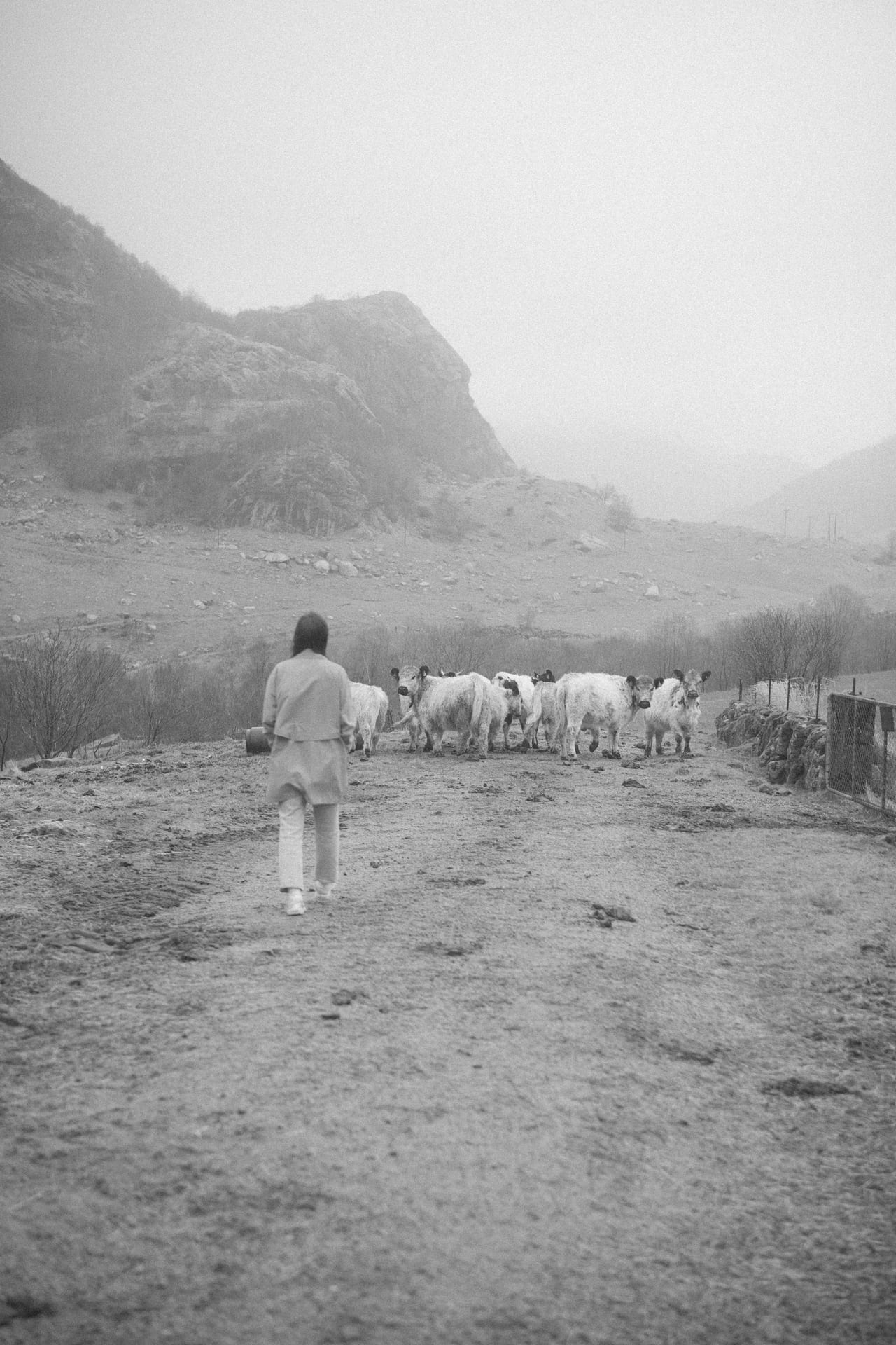 Sort-hvitt bilde av en kvinne som går med ryggen mot kamera mot en gruppe kyr.